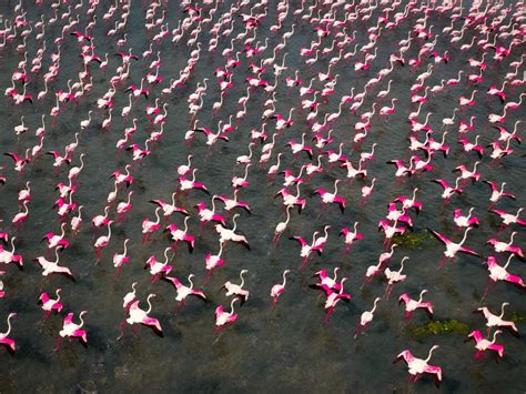 Raj Mohan Shows Flamingo Migration in India’s Pulicat Lake