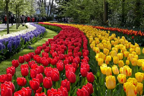 Keukenhof Gardens To Amsterdam | Fasci Garden