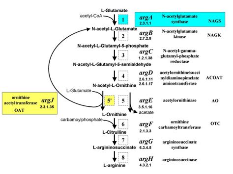 The de novo arginine biosynthetic pathway. Outline of the pathway; for... | Download Scientific ...