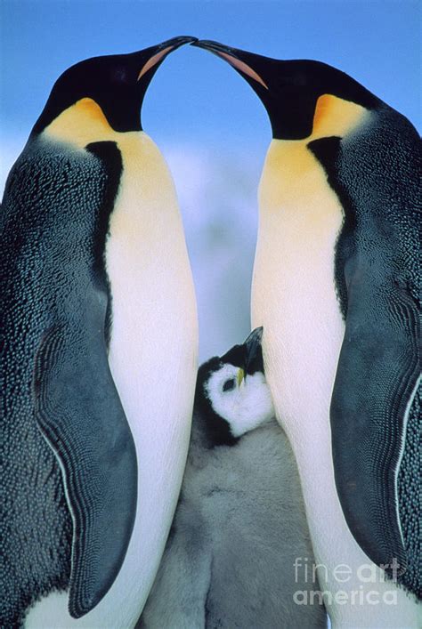 Emperor Penguin Family #1 Photograph by Tui de Roy - Pixels