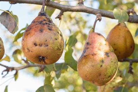 Pear Tree Pests and Diseases That Could Ruin Your Harvest