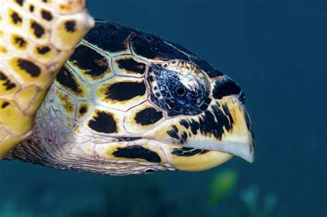 Hawksbill Sea Turtle / Hawksbill Sea Turtle - The reptile has powerful toothless jaws and a ...