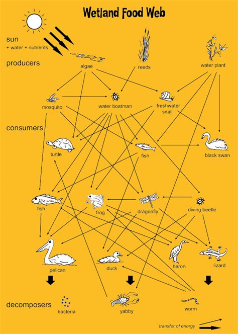 food webs - Swamp