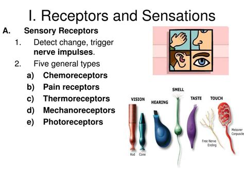 PPT - General (Somatic) and Special Senses PowerPoint Presentation, free download - ID:2242907