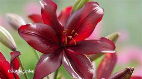 How to Care For An Asiatic Lily: Guide For Blooming Success