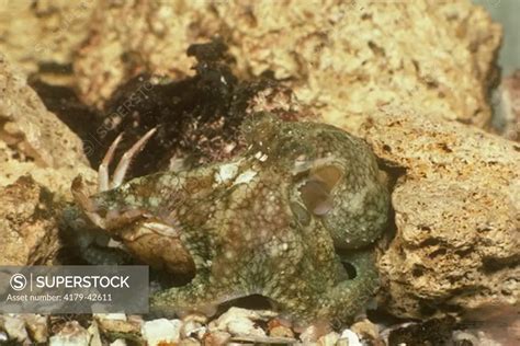 Two Spotted Octopus eating Crab (Octopus bimaculatus) CA - SuperStock