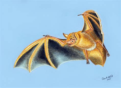 Spectacular New Species of Bat Discovered in Guinea | Biology | Sci-News.com