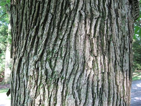 How To Use Tree Bark at Madison Casanova blog