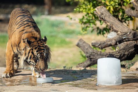 Explore Arizona Animals at the Phoenix Zoo - AZ Cabinet