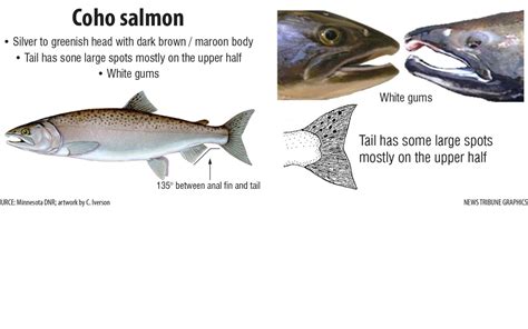 How to distinguish between Chinook salmon, Coho salmon and Steelhead trout - Duluth News Tribune ...