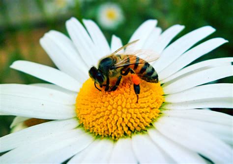 File:Bee on flower pollinating.jpg - Wikimedia Commons