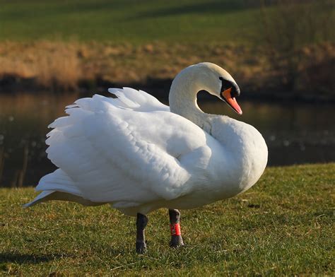 File:Mute swan male.JPG - Wikimedia Commons