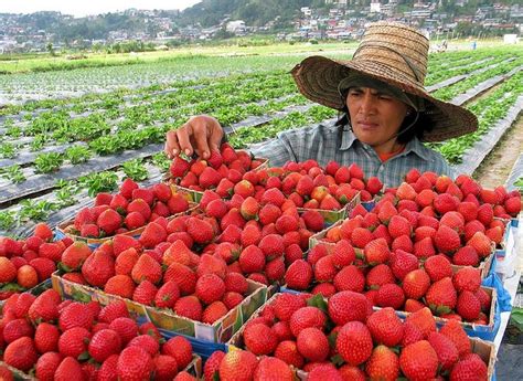 Strawberry Farm, Baguio City | Strawberry farm, Strawberry, Baguio