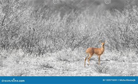 Bushbuck Hiding From Predators On Savanna Stock Photo | CartoonDealer ...