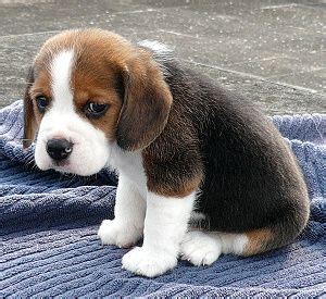 sad puppy :( | Cute | Pinterest | Pup, Dog and Animal