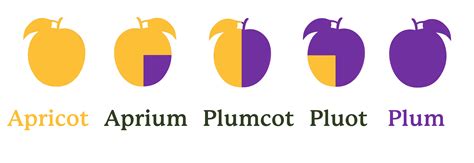 Understanding Stone Fruit Hybrids: Aprium, Plumcot, and Pluot ...