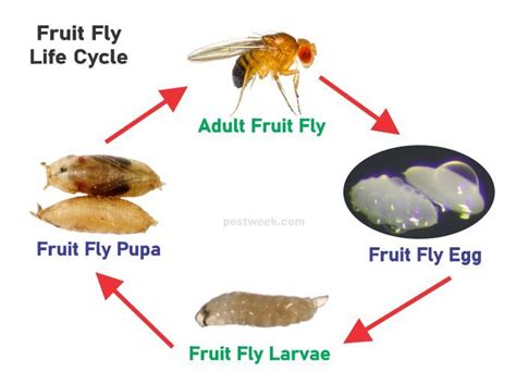 the fruit fly life cycle is shown in this graphic above it's ...