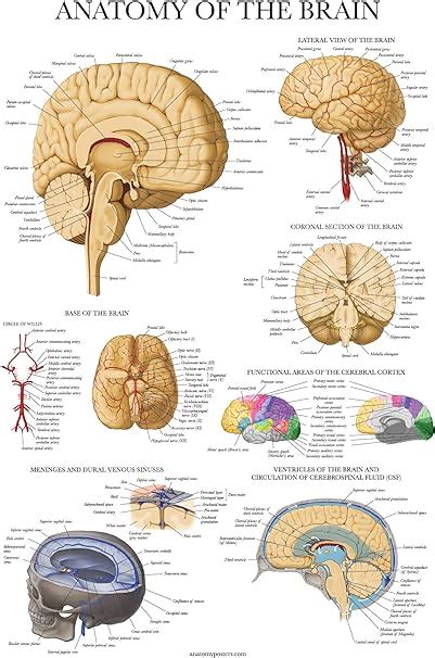 Amazon.com: Palace Learning Brain Anatomy Poster - Laminated - Anatomical Chart of the Human ...