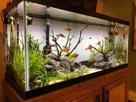 75 gallon Planted Rainbowfish Tank : Aquariums