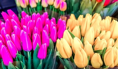 Premium Photo | A large bouquet of colorful spring tulips