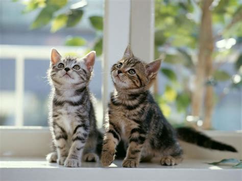 🔥 [50+] Windows 7 Wallpapers Cats | WallpaperSafari