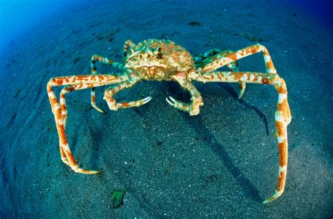 Japanese Spider Crab - Georgia Aquarium