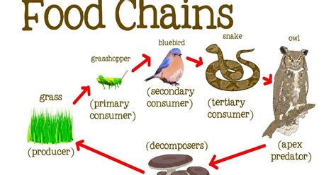 Animal Food Chain Diagram