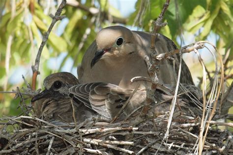 Birding Is Fun!: Mourning Dove Momma