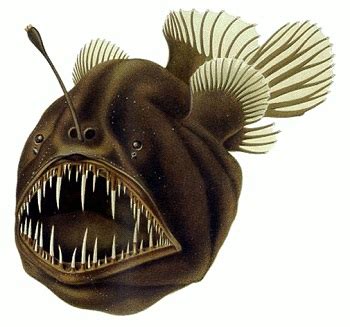 Anglerfish Facts: Lesson for Kids - Lesson | Study.com