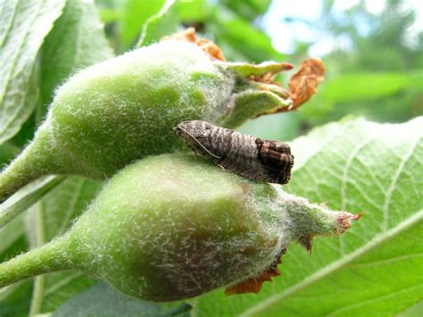 Codling Moth | Integrated Pest Management | Washington State University