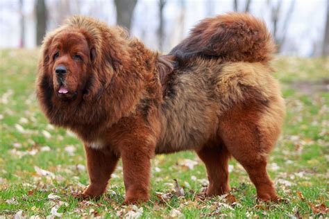 Tibetan Mastiff Dog Breeds: Origins, Health Care Advice, and FAQs