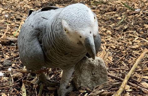 Zoo has to separate its out-of-control swearing parrots – Marin Independent Journal