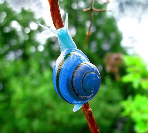 Photoshop Design by figoz for The Blues 5 - Design #8843728 | Snail, Animals beautiful ...