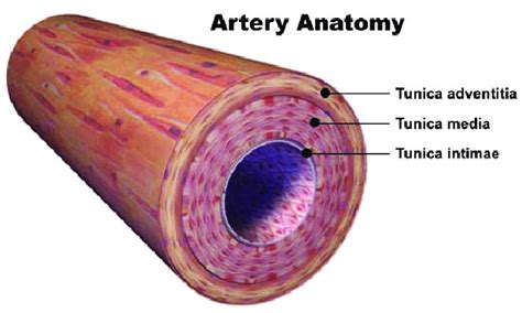 1: Blood vessel anatomy-The vessel wall is made up of three layers... | Download Scientific Diagram