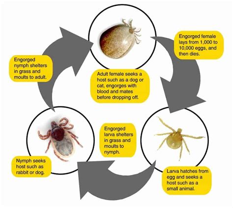 The Life Cycle of Hard Bodied Ticks | TickSafety.com