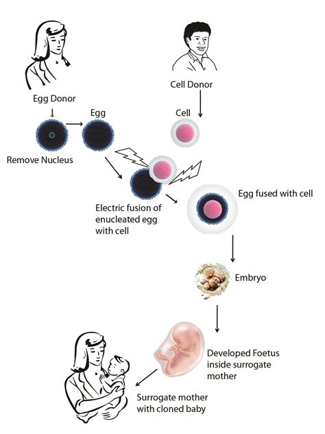 Human Cloning & Its Types | JLI Blog