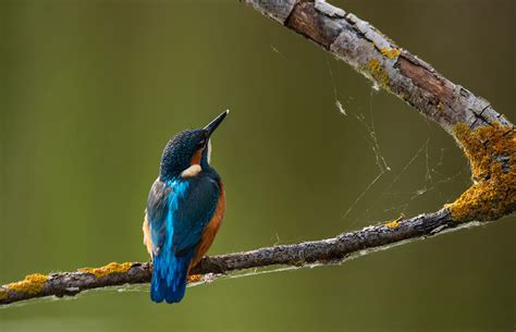 Wildlife Photography – Telegraph