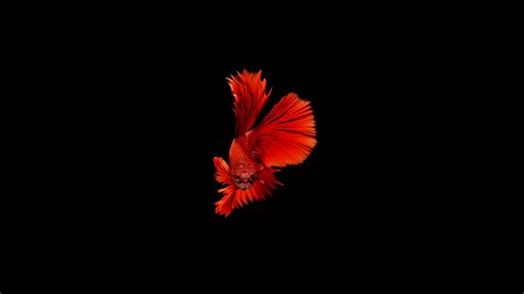 Betta Fish Wallpaper,HD Animals Wallpapers,4k Wallpapers,Images,Backgrounds,Photos and Pictures