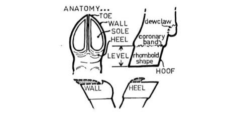 Goat Hoof Anatomy