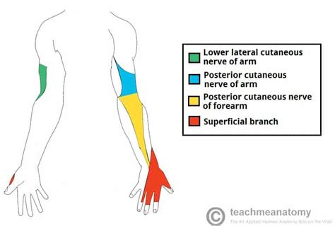 Superficial Radial Nerve - Course - Functions - TeachMeAnatomy