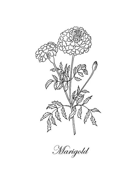 Marigold Flower Sketch at PaintingValley.com | Explore collection of Marigold Flower Sketch