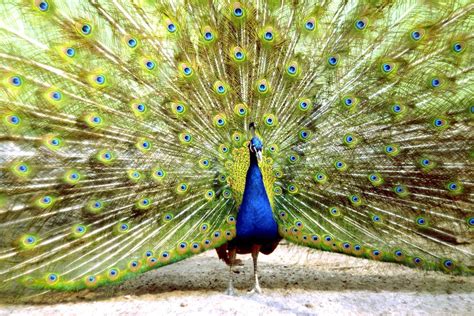 Blue peacock | bird | Britannica