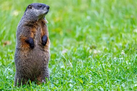 Get Rid of Groundhogs (10 Sure-Fire Ways) – Architecture