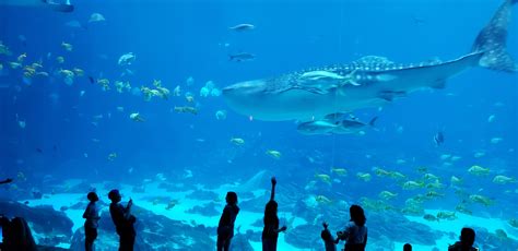 Whale shark at the Georgia Aquarium : r/WhaleShark