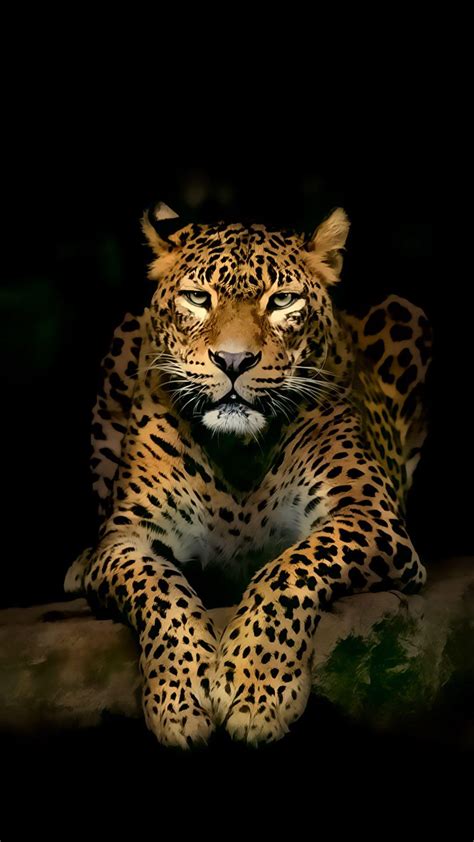 3D Animal iPhone Wallpapers - Top Free 3D Animal iPhone Backgrounds - WallpaperAccess