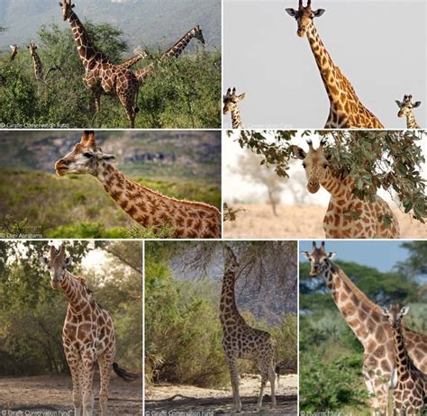 Four giraffe species, seven subspecies: new research - Africa Geographic