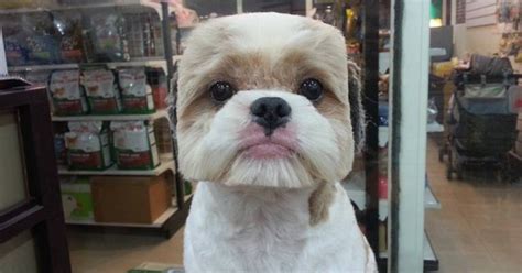 35 funny dog haircuts: These dogs are the real victims of laughter here!