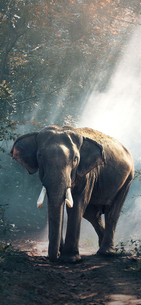 Cool Elephant Phone Wallpapers - Top Free Cool Elephant Phone Backgrounds - WallpaperAccess