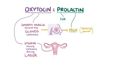 Oxytocin Function