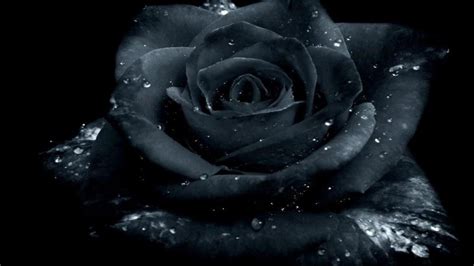 18 Black Rose Wallpapers - Wallpaperboat